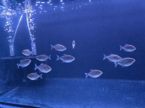 16 adet ithal oturmuş koloni nattereri