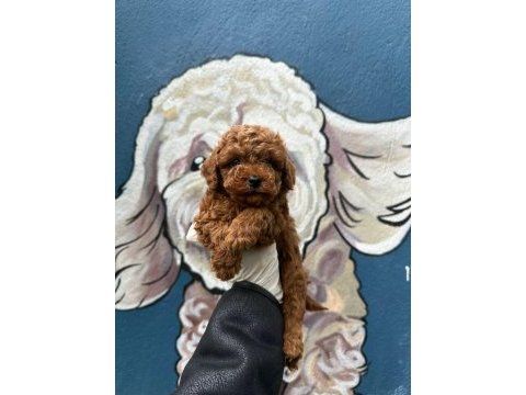 Dünya tatlısı toy poodle bebekler