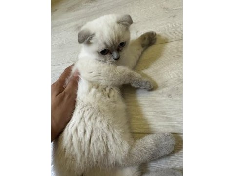 26 nisan doğumlu scottish fold bebekler