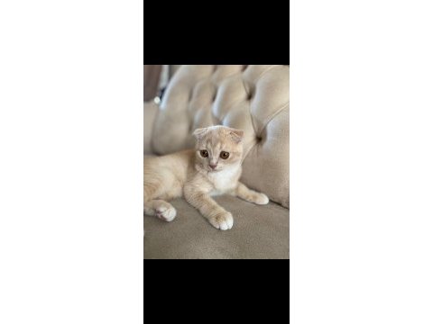 Scottish fold yavrularımız sahiplendirilmeye hazır
