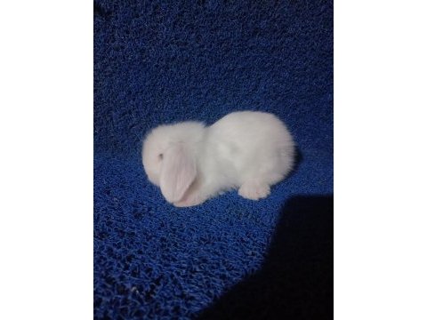 Safkan hollanda lop yavru tavşan