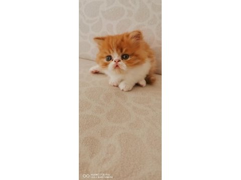 45 günlük safkan exotic shorthair