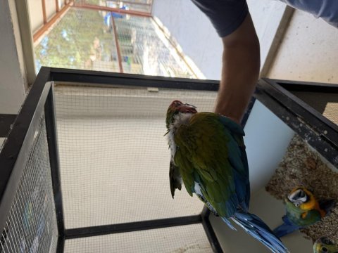 Resmi belgeli calico macaw papağanı el besleme yavru