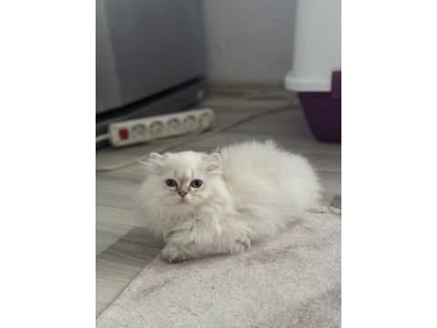 Dünyalar güzeli scottish fold bebekler