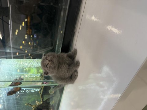 Orjinal scottish fold yavrusu