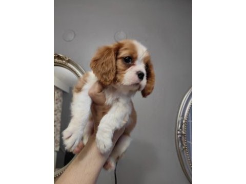 Ev ortamından safkan cavalier king charles yavrular