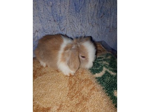 Teddy lop tavşan yavrular mavi göz
