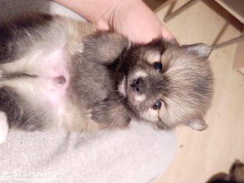 Pomeranian bebekler erkek dişi mevcut