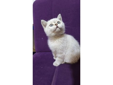 Dişi 2 aylık british shorthair