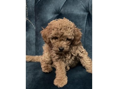 Orijinal toy poodle aşıları tam ev doğumlu