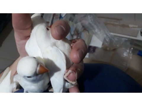 Yerli üretim bebek albino cennet papağanları