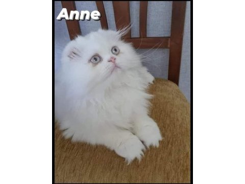 Longhair scottish fold