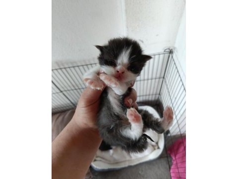 Scottish fold bebekler yuva arıyor