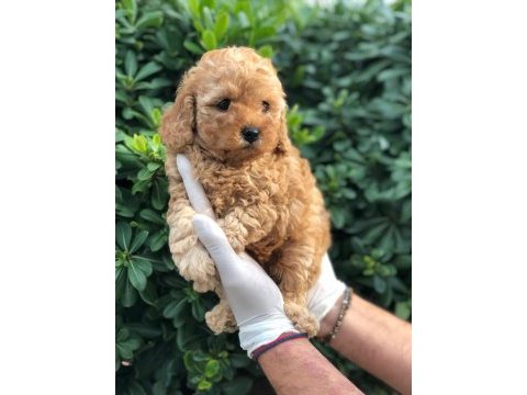 Toy poodle yavrular (red, red brown, silver, siyah, apricot)