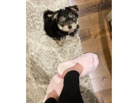 Sevgi dolu ve uyumlu yavru köpekler