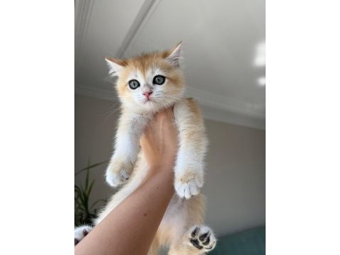 Ankaranın en elit golden british shorthair yavruları