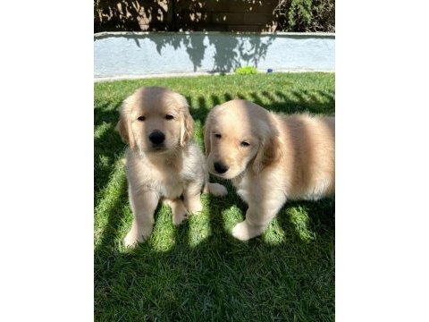 Golden retriever yavrular baby face