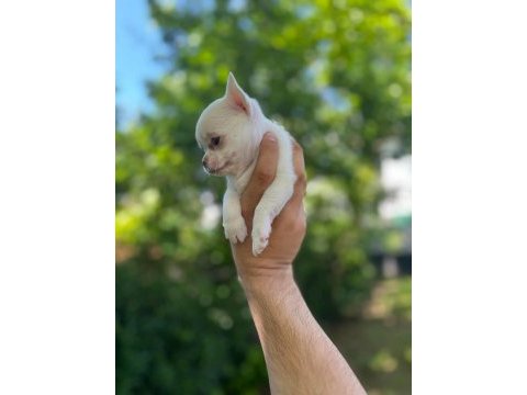 A+ white elma kafa şivava bebek