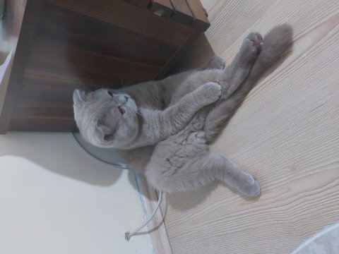 Uygun fiyata verilecek scottish fold
