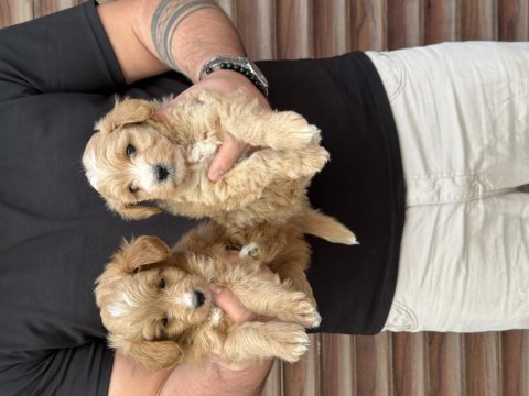 Orjinal sağlıklı maltipoo