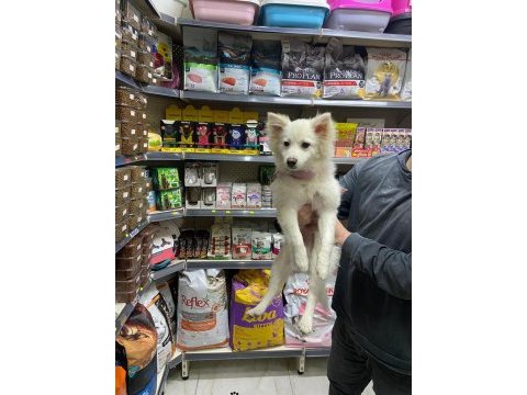 Pomeranian spitz 4.5 aylık