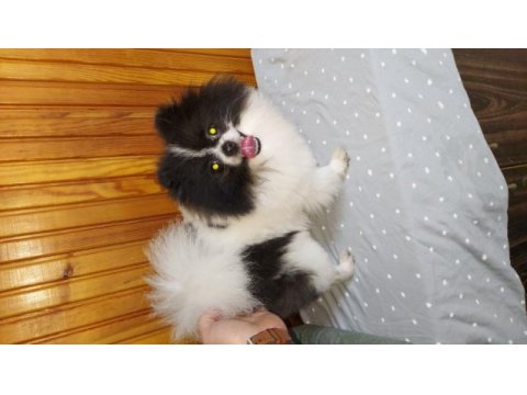 1 yaş party color erkek pomeranian