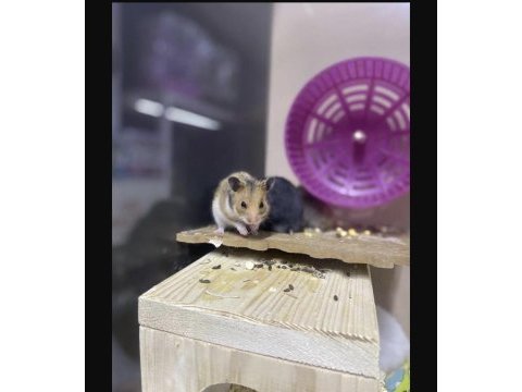Siz isteyin biz getirelim aynı gün teslim hamster