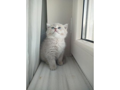 British shorthair erkek dişi yavrular