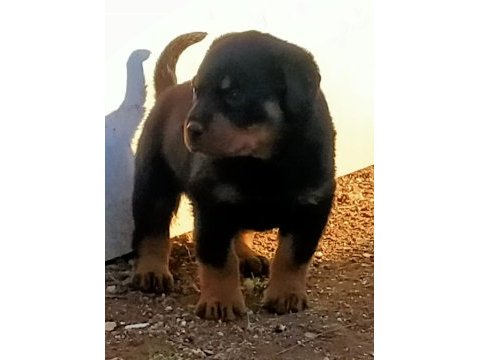 Son a kalite dişi rottweiler yavrusu