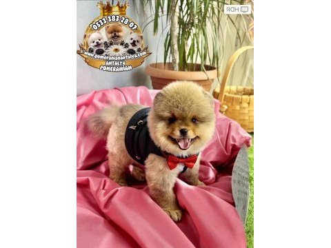 Antalya garantili ayı surat pomeranian boo yavru