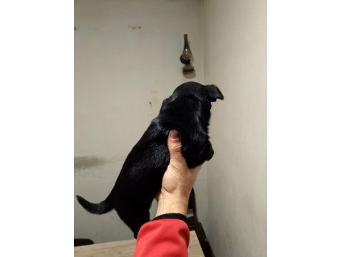 Dişi ve erkek yavru pinscher