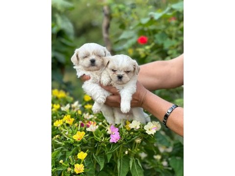 Korea teacup maltese sağlık garantili bebeklerimiz