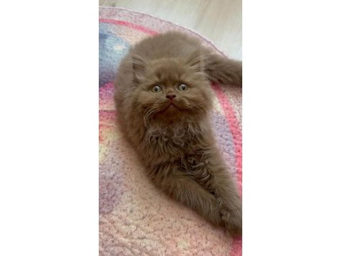 British longhair cinnamon