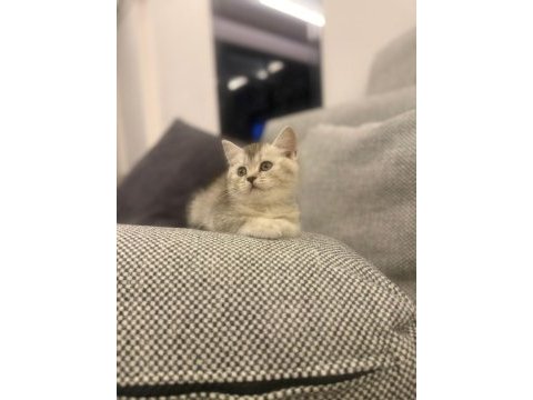 British shorthair silver point