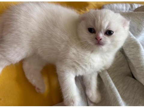 Top kafa safkan scottish fold