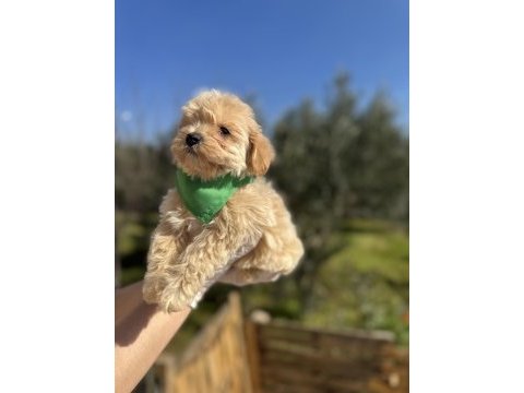 Orijinal maltipoo erkek yavrumuz
