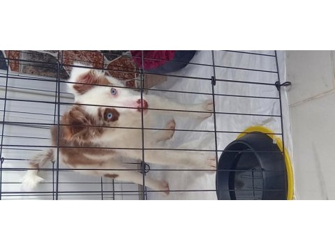 Border collie yavrumuza yuva arıyoruz