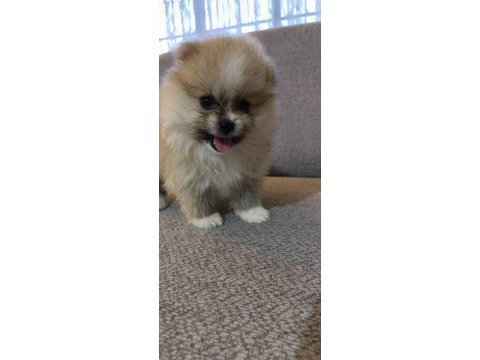 Pomeranian boo erkek ve dişi yavrularımız