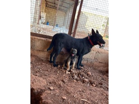 Son iki yavru belçika kurdu
