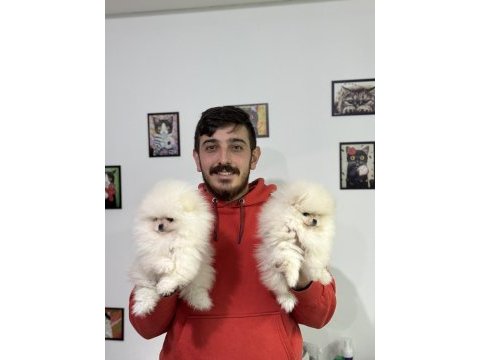 Ayı surat pomeranian boo bebekler wc eğitimli