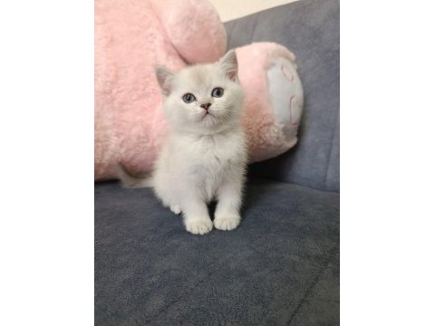 British shorthair erkek ve dişi beyaz