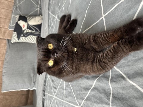 Ücretli sahiplendirme 1,5 yaşında scottish fold