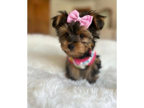 Teacup ve 0 no morkie yavrular