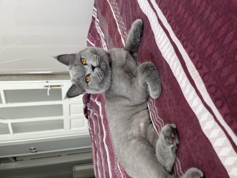 Çiftleştirme kedimizi