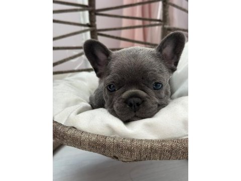 Kaliteli blue french bulldog bebekler