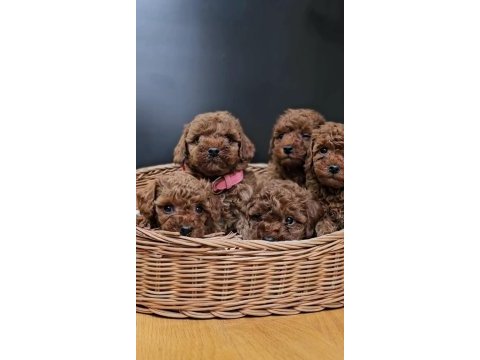 Kızıl toy poodle bebekler yuva bekliyor