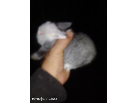 Mini lop tavşan yavrular