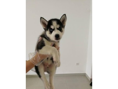 Husky sibirya yavruları