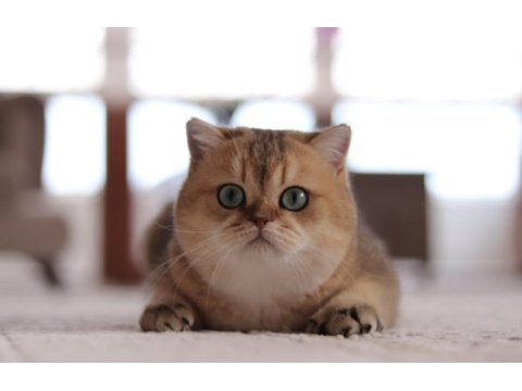 Şecereli safkan british shorthair ny11 erkek yavru