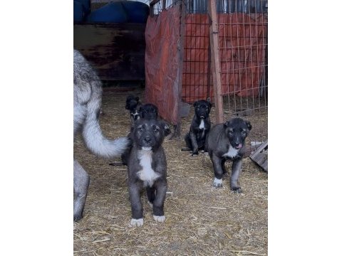 Show kalite safkan sivas kangal yavrularımız